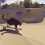 Her briljerer katten Didga med sine fantastiske skateboard triks